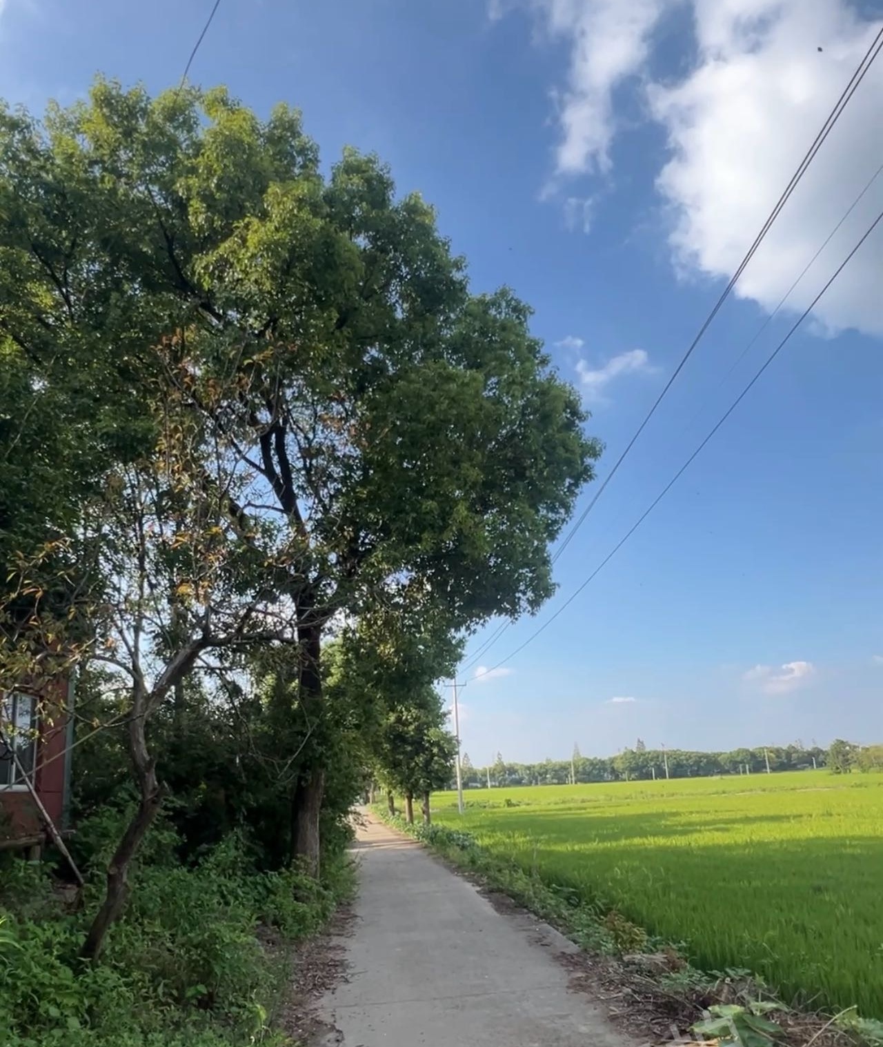 嘉兴稻田旁的农房小院出租